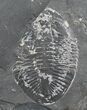 Double Pseudogygites Trilobite Plate #4571-1